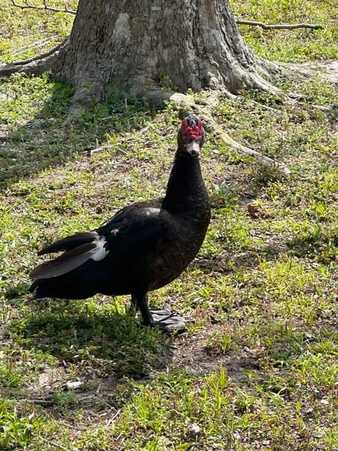 Kissimmee: 4-Hour Electric Mountain Bike Lakefront Tour - Final Thoughts