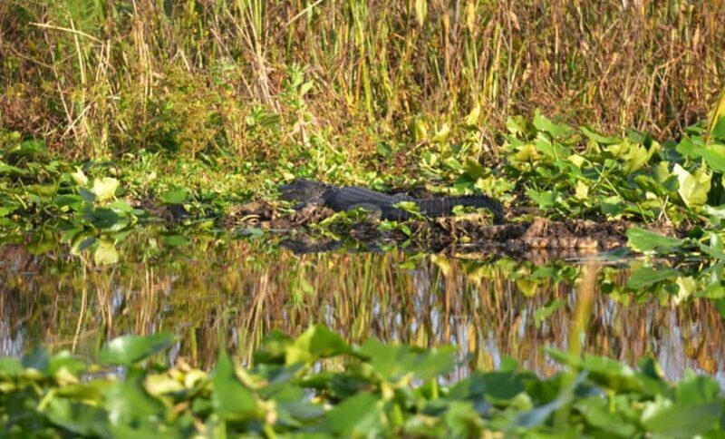Kissimmee 90 minute Everglades Wildlife Airboat Tour - Key Points