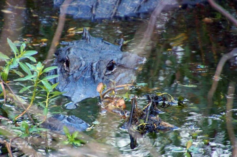 Kissimmee 90 minute Everglades Wildlife Airboat Tour - An Authentic Florida Wetlands Experience