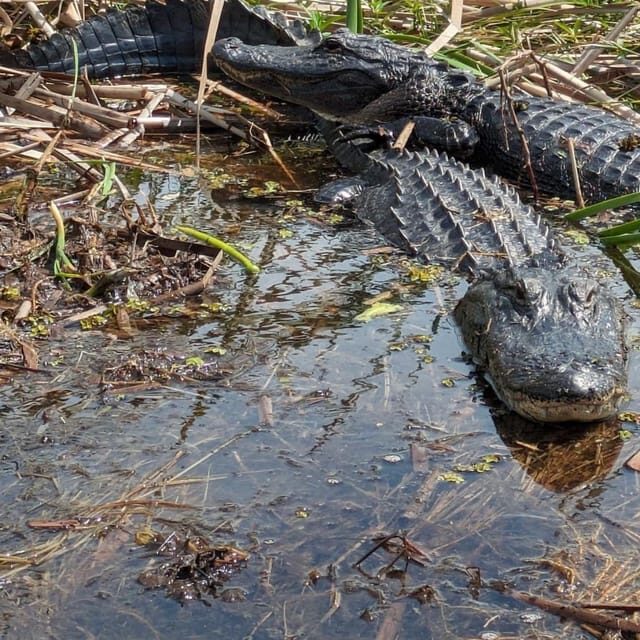 Kissimmee: Everglades Alligator and Wildlife Airboat Tour - Who Will Love This Tour?