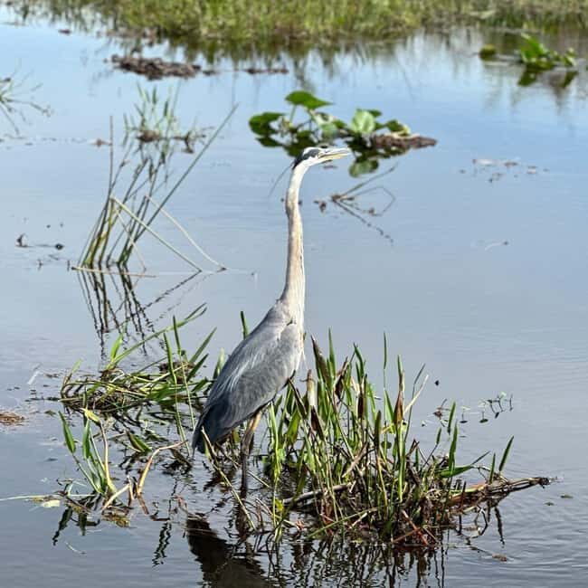 Kissimmee: Everglades Alligator and Wildlife Airboat Tour - Final Thoughts