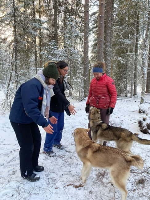 Kittilä / Levi: Husky Farm Guided Tour - Kittilä / Levi: Husky Farm Guided Tour — A Genuine Arctic Experience