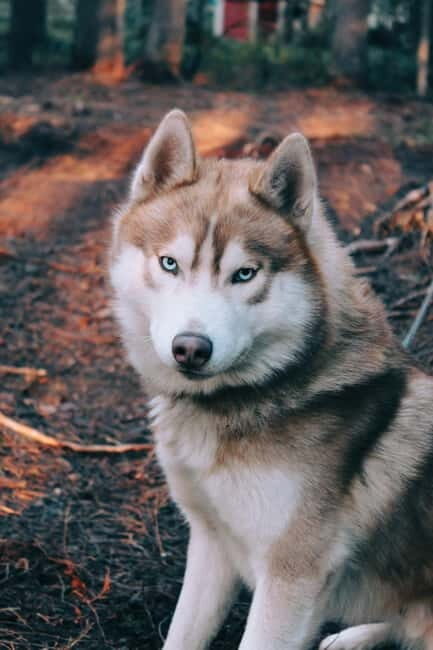 Kittilä / Levi: Husky Farm Guided Tour - The Experience: What to Expect on the Husky Farm Guided Tour
