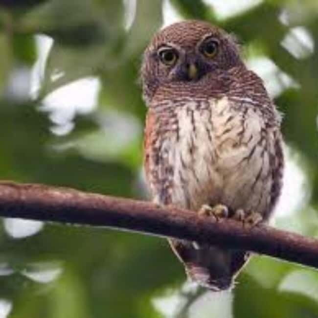 Kitulgala: Guided Full-Day Bird Watching & Cycling Tour - Experience the Natural Beauty of Kitulgala: Bird Watching and Cycling Tour