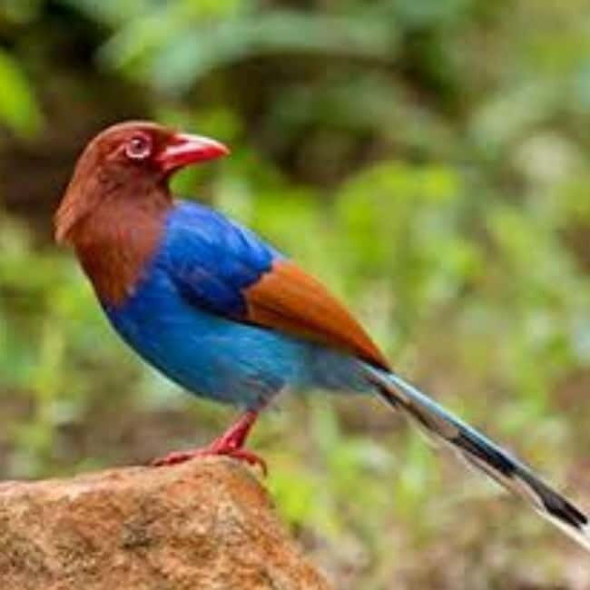 Kitulgala: Guided Full-Day Bird Watching & Cycling Tour - Key Points