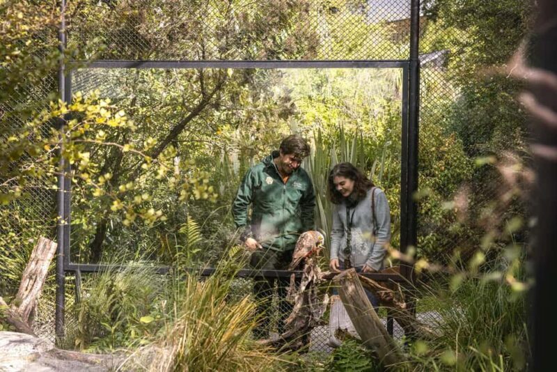 Kiwi Park Admission Ticket - Exploring Kiwi Park: An Up-Close Look