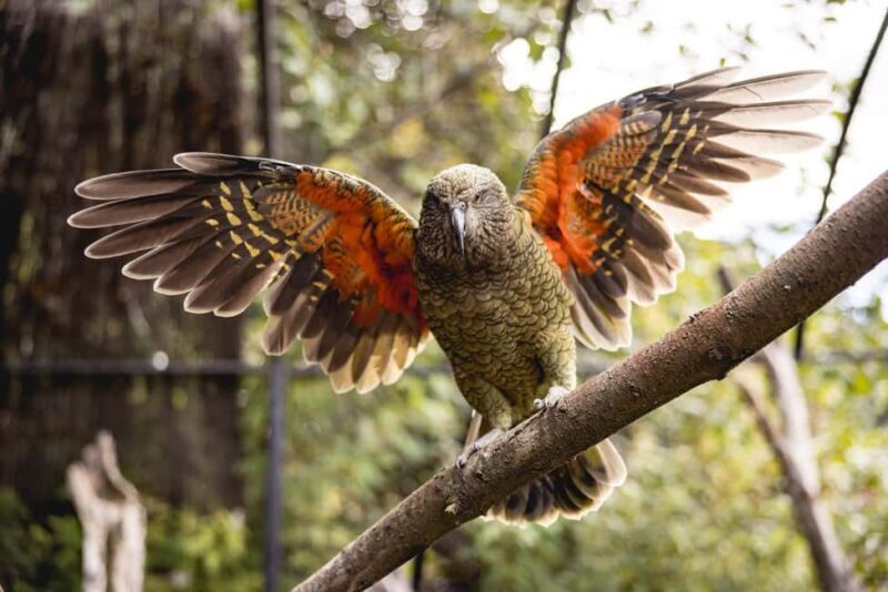 Kiwi Park Admission Ticket - Authentic Perspectives from Visitors
