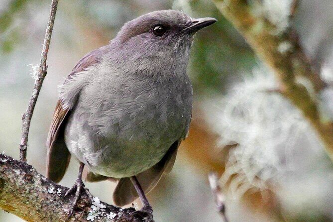 Klauea Hike and Lava Gazing with Native Hawaiian - The Value of This Tour