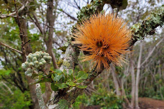 Klauea Hike and Lava Gazing with Native Hawaiian - Who Should Book This Tour?