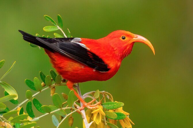 Klauea Hike and Lava Gazing with Native Hawaiian - Frequently Asked Questions