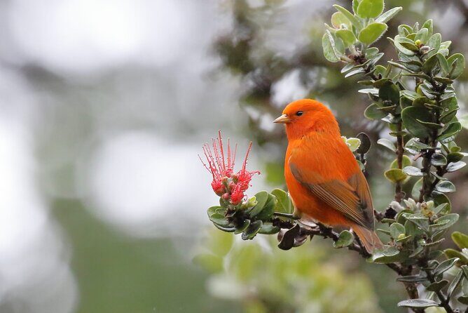 Klauea Hike and Lava Gazing with Native Hawaiian - Final Thoughts