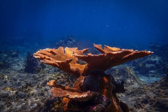 Klein Bonaire Marine Park Snorkeling Excursion - Group Size and Personal Attention