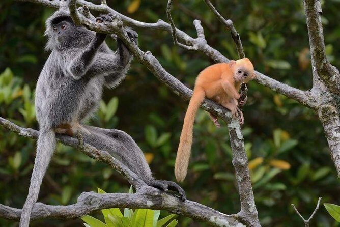 Klias River Fireflies & Wildlife Safari Cruise from Kota Kinabalu - Key Points