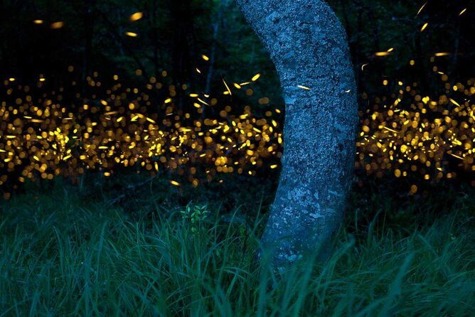 Klias River Fireflies & Wildlife Safari Cruise from Kota Kinabalu - Who Will Love This Tour?