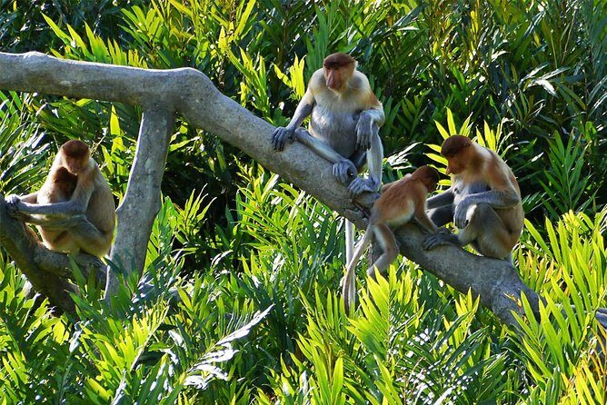 Klias River Fireflies & Wildlife Safari Cruise from Kota Kinabalu - Frequently Asked Questions