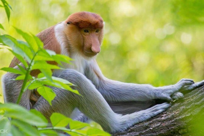 Klias River Fireflies & Wildlife Safari Cruise from Kota Kinabalu - Final Thoughts