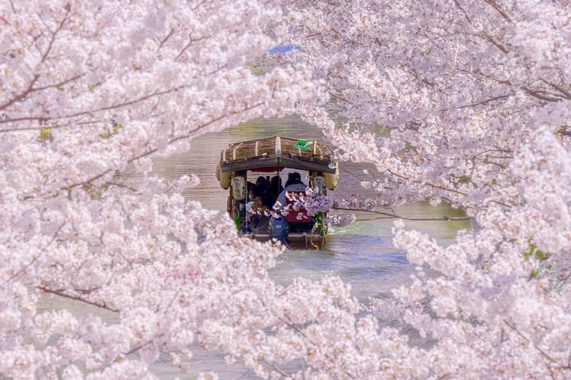 Klook Exclusive: Kyoto Fushimi Jikkokubune Half-Day Small Group Cherry Blossom Tour - A canal ride with a short season