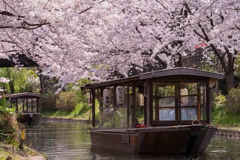 Klook Exclusive: Kyoto Fushimi Jikkokubune Half-Day Small Group Cherry Blossom Tour - On board the Jikkokubune
