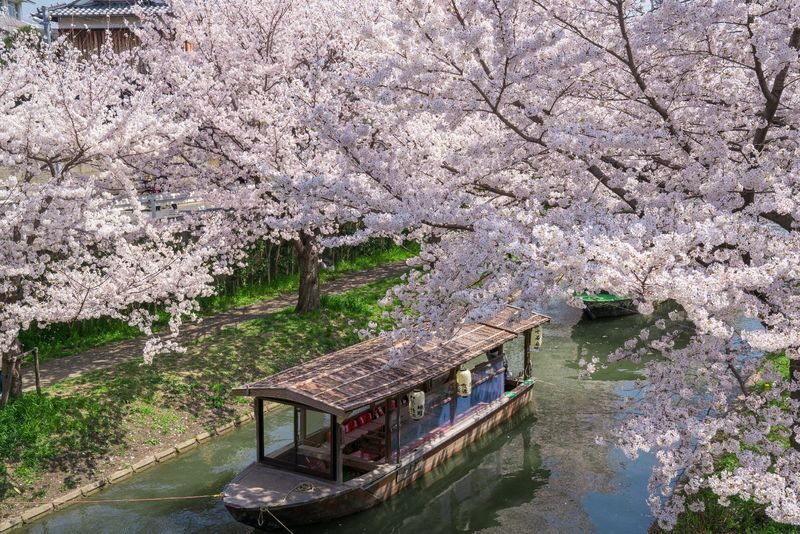 Klook Exclusive: Kyoto Fushimi Jikkokubune Half-Day Small Group Cherry Blossom Tour - Gokonomiya Shrine and its famous water