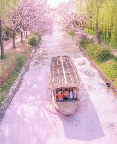 Klook Exclusive: Kyoto Fushimi Jikkokubune Half-Day Small Group Cherry Blossom Tour - What the guide adds, and what they may not