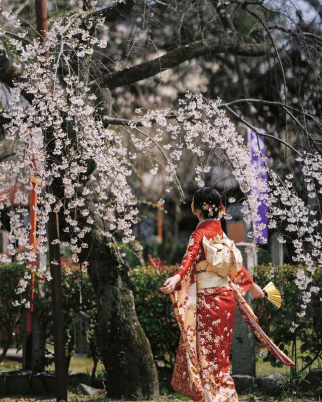 Klook Exclusive: Kyoto Fushimi Jikkokubune Half-Day Small Group Cherry Blossom Tour - Should you book the Fushimi boat tour?