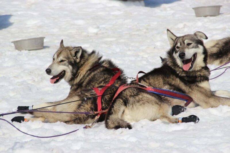 Knik: Winter Dog Sledding Tour - An In-Depth Look at the Knik Dog Sledding Tour