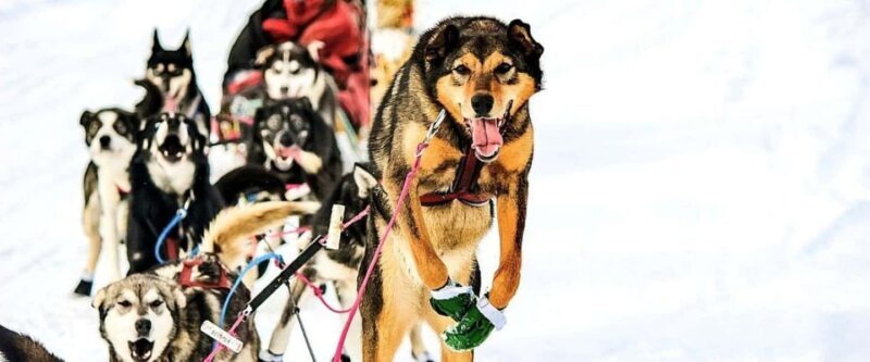 Knik: Winter Dog Sledding Tour - FAQs