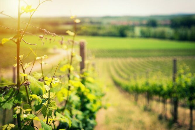 Knossos Wine & More - Why This Tour Offers Great Value