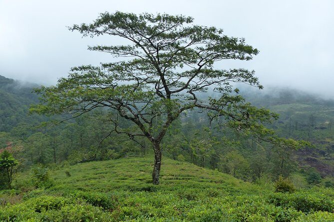 Knuckles Leopard trail Trek from Kandy - Who Will Enjoy This Experience?