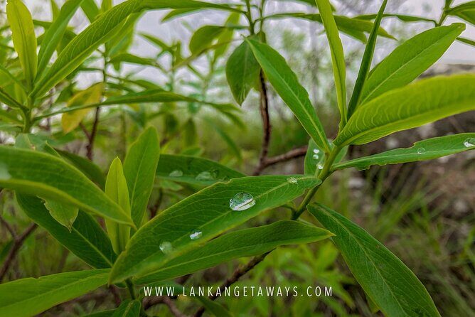 Knuckles Mountain Hiking - Key Points