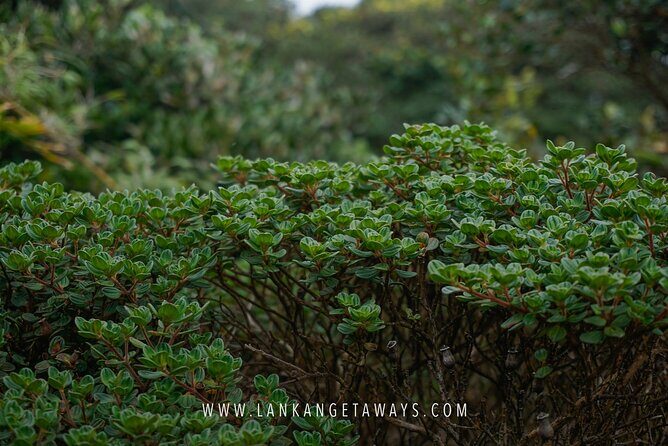 Knuckles Mountain Hiking - FAQs