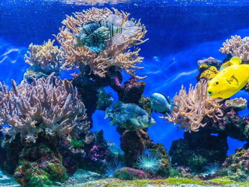 Ko Lanta: Full-Day Snorkel Trip to Phi Phi & Bamboo Islands - FAQ