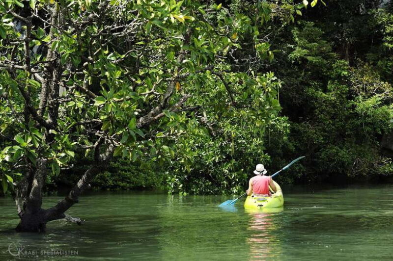Ko Lanta: Half-Day Mangrove Kayaking Tour with Lunch - Key Points