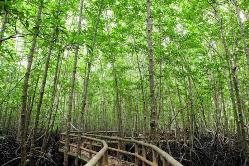 Ko Lanta: Mangrove Forest Boat Tour with Lunch or Dinner - What to Expect from the Tour