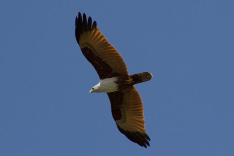 Ko Lanta: Mangrove Kayaking, Ko Talabeng, & Skull Island - In-Depth Review of the Ko Lanta Mangrove Kayaking & Skull Island Tour