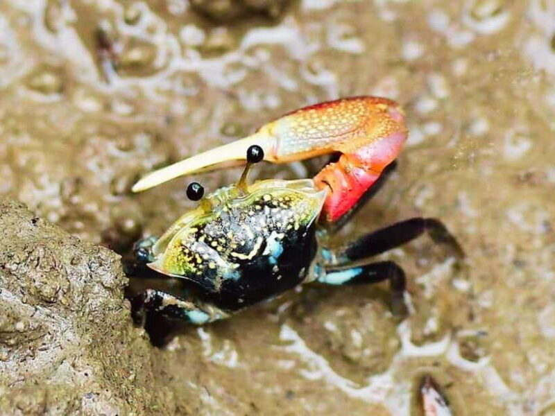 Ko Lanta: Mangrove Kayaking with Lunch and Hotel Transfer - Who Should Consider This Tour?