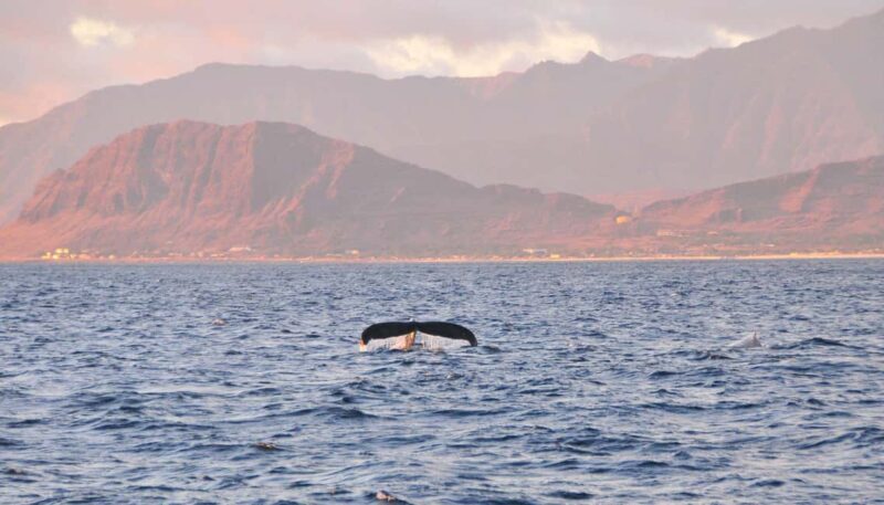 Ko Olina Captain's Sunset + Tasting - FAQ