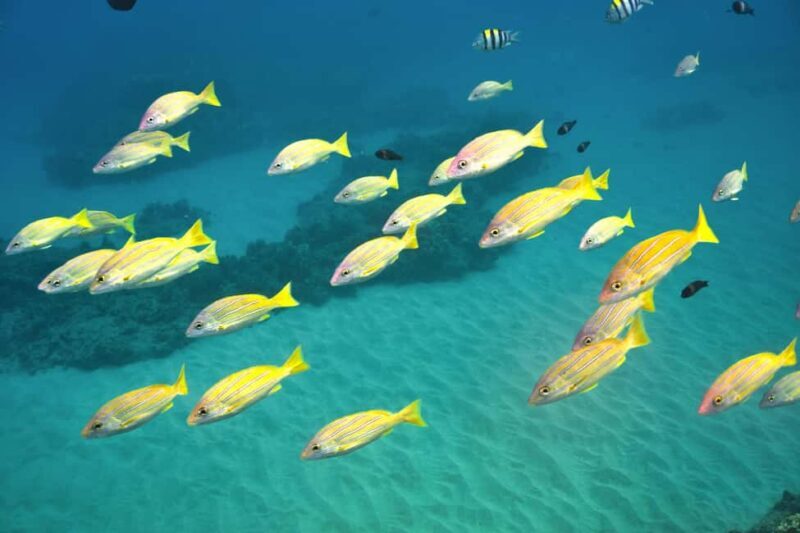 Ko Olina Exclusive Snorkel + Lunch - Practical Details and Tips