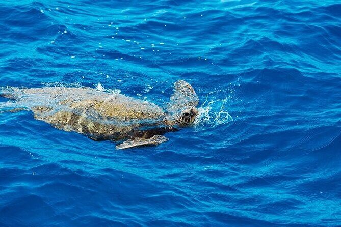 Ko Olina Glass Bottom Boat Tour - Why We Enjoy the Ko Olina Glass Bottom Boat Tour