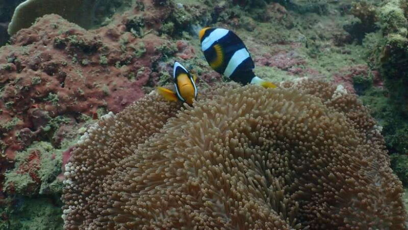 Ko Phi Phi Don: Speedboat Day Trip with Shark Snorkeling - Who Should Consider This Tour?