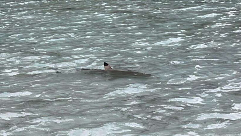 Ko Phi Phi Don: Speedboat Day Trip with Shark Snorkeling - FAQ