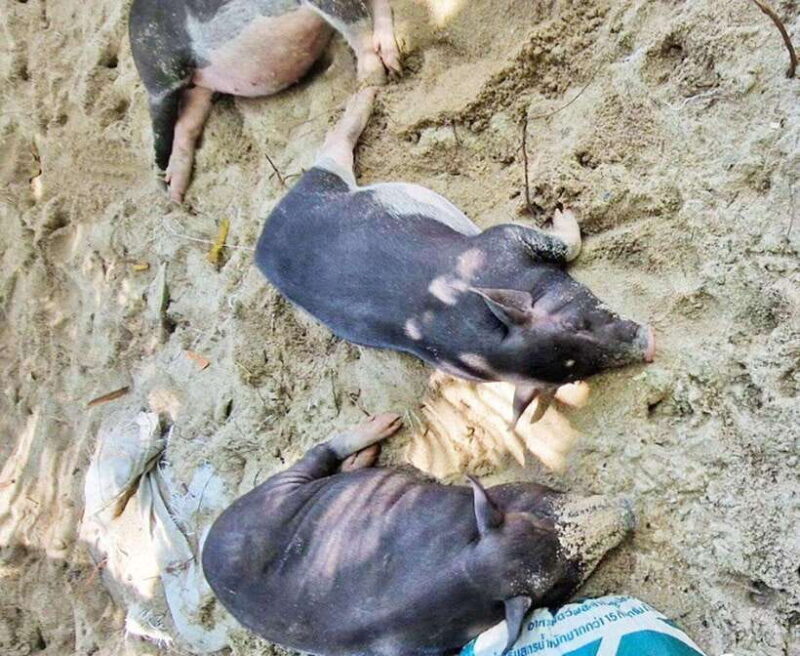 Ko Samui: Pig Island Snorkeling and Koh Tan Speedboat Tour - Key Points