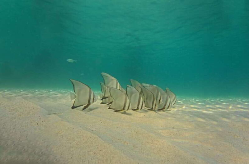 Ko Tao: Late Riser Snorkeling Tour with Lunch and Photos - Final Thoughts