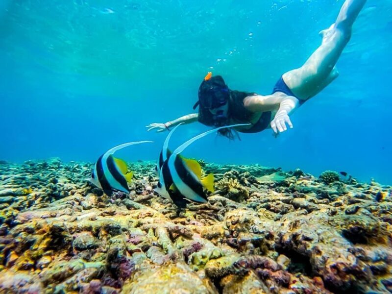 Ko Tao: Tao-Nangyuan Snorkeling Day Trip with Meals & Sunset - The Highlight of the Day: Shark Bay & Marine Encounters