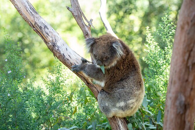Koala Experience at Healesville Sanctuary - excl. entry - A Closer Look at the Koala Experience at Healesville Sanctuary