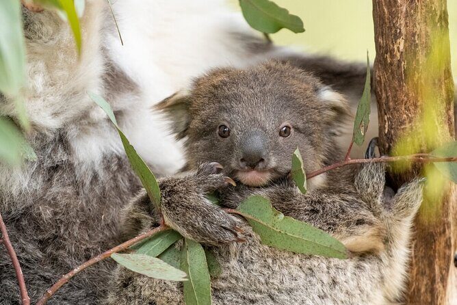 Koala Experience at Healesville Sanctuary - excl. entry - FAQs