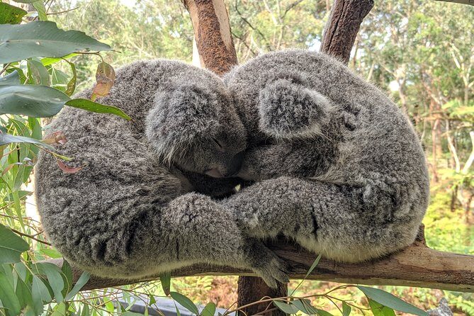 Koala & Kangaroos Experience, Waterfalls and Scenic Train Journey - A Deep Dive into the Tour: What You Can Expect