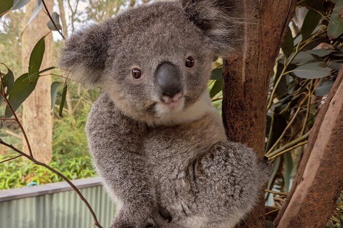 Koala & Kangaroos Experience, Waterfalls and Scenic Train Journey - Value and Practicality