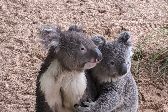 Koala & Kangaroos Experience, Waterfalls and Scenic Train Journey - FAQ