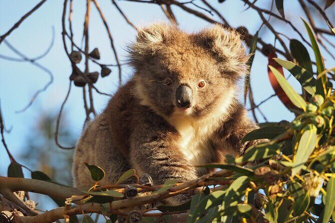 Koala Walking Tour in Kangaroo Island - Experience the Wild Side of Kangaroo Island: The Koala Walking Tour